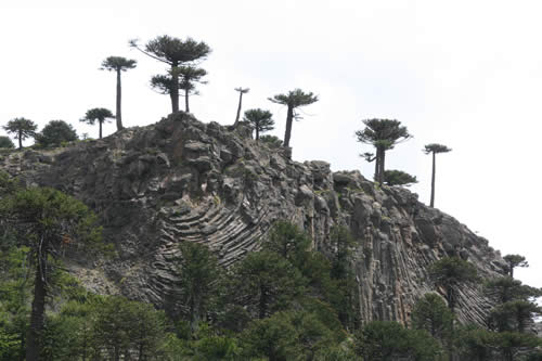 paso Pino Hachedo