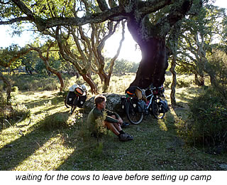 cork forest in Sardinia, Italy